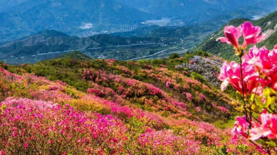 Hillside covered in blooming pink and magenta flowers with layered mountains and haze in the background, vibrant and colorful